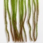Artificial Hanging Foxtail Fern Bush ( Set of 2 Pcs )