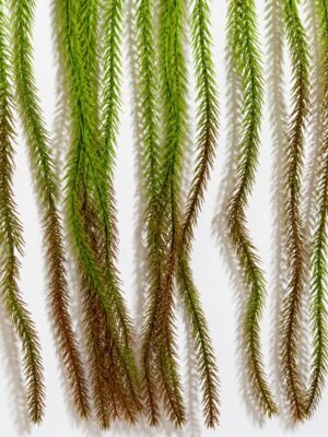 Artificial Hanging Foxtail Fern Bush ( Set of 2 Pcs )