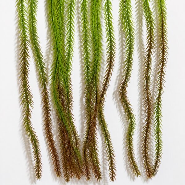 Artificial Hanging Foxtail Fern Bush ( Set of 2 Pcs )