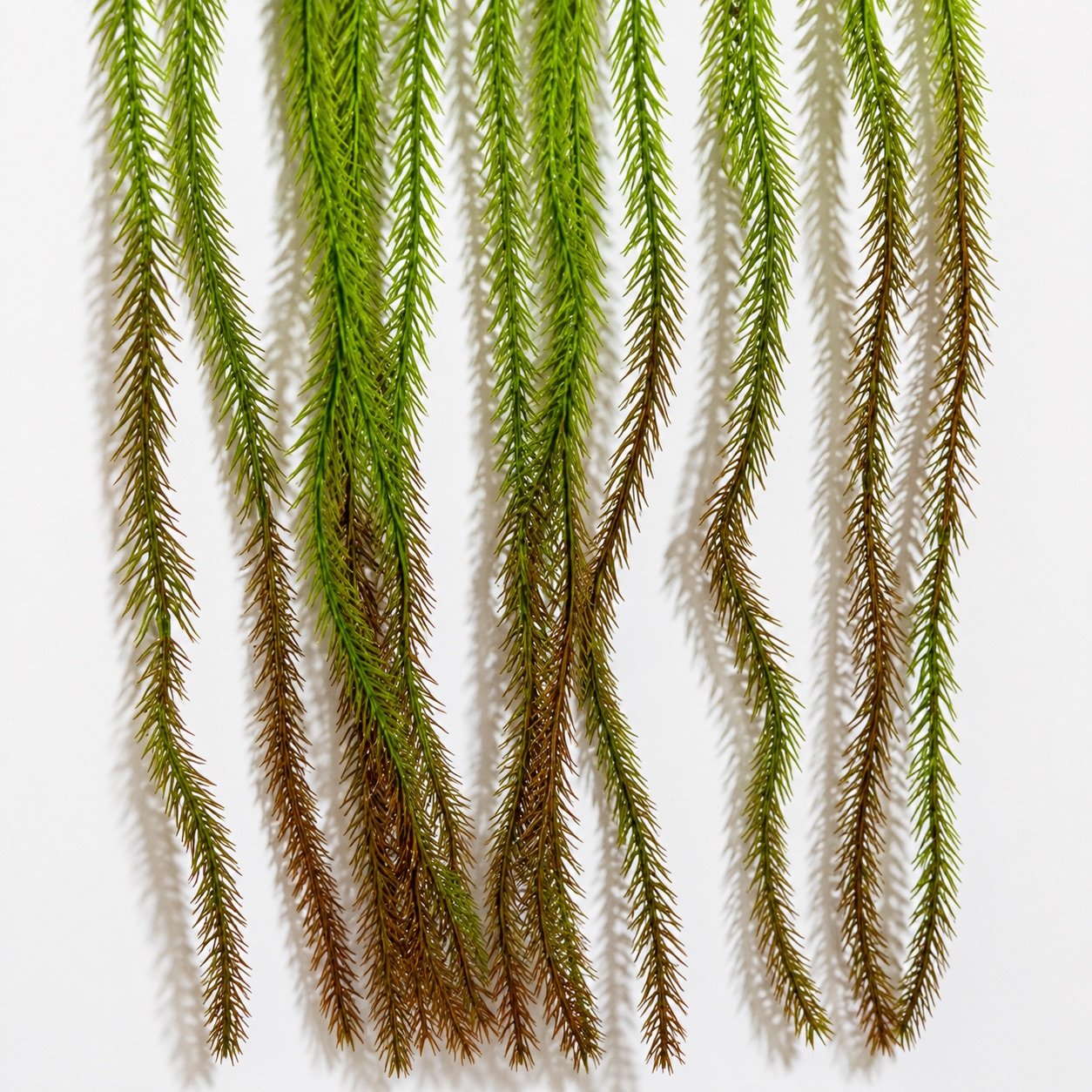Artificial Hanging Foxtail Fern Bush ( Set of 2 Pcs )-img1