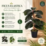 Ficus Elastica (Artificial Rubber Plant) – 3 ft ( with Black Plastic Pot )
