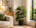 Ficus Elastica (Artificial Rubber Plant) – 3 ft ( with Black Plastic Pot )