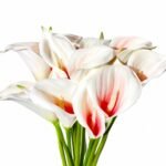 Premium Calla Lily ( Set of 5 Pcs )