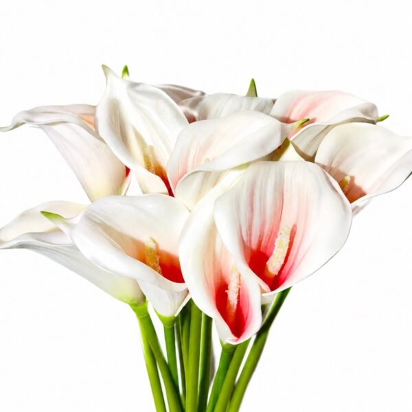 Premium Calla Lily ( Set of 5 Pcs )