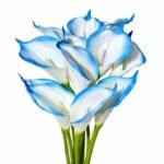 Premium Calla Lily ( Set of 5 Pcs )