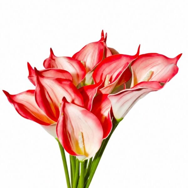 Premium Calla Lily ( Set of 5 Pcs )