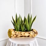 Rustic Hollow Log Planter